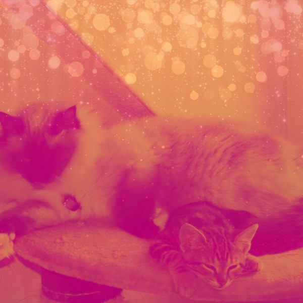 Bebop - Background for Cute Cat
