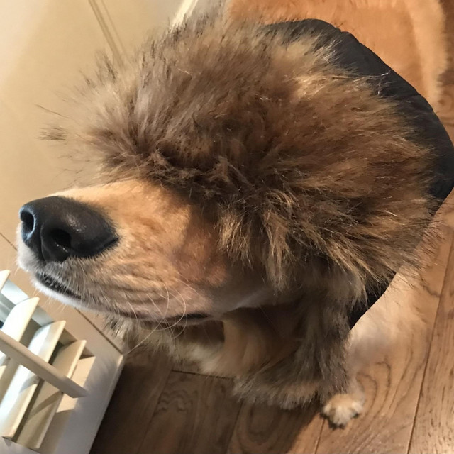 nb giv a fuk