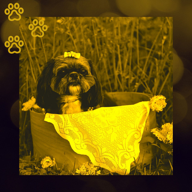 Saxophone Bossa - Bgm for Morning Run with Dog cover art