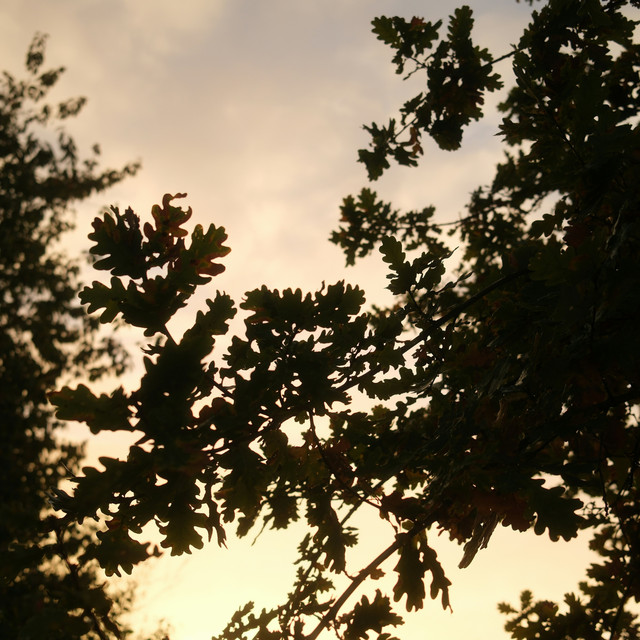 beneath the oaks