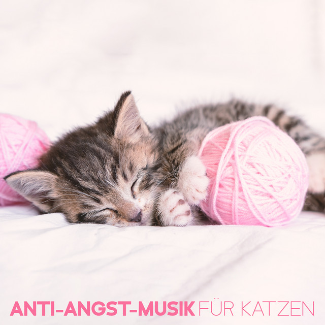 Anti-Angst-Musik für Katzen – Lindert Katzenstress, Haustiertherapie, Beruhigenden Schlaf, Beruhigt cover art