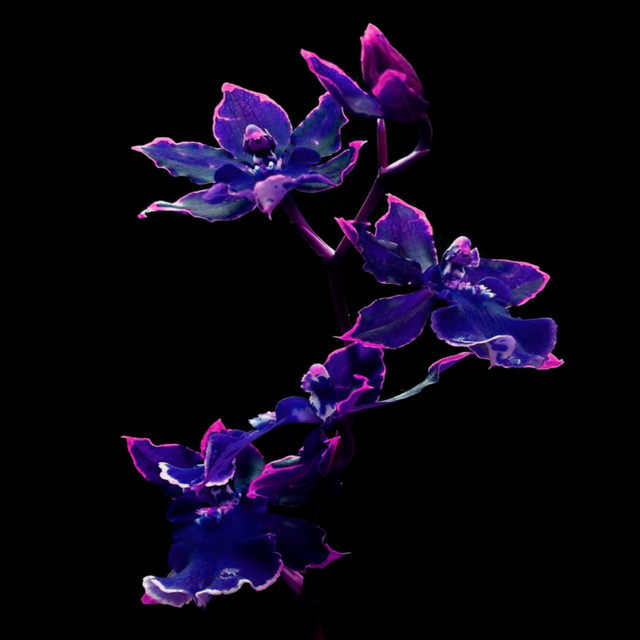 Orchid cover art