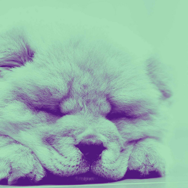 Echoes of Doggy Afternoon Rest cover art
