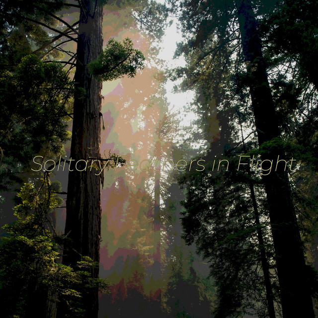 Solitary Feathers in Flight cover art