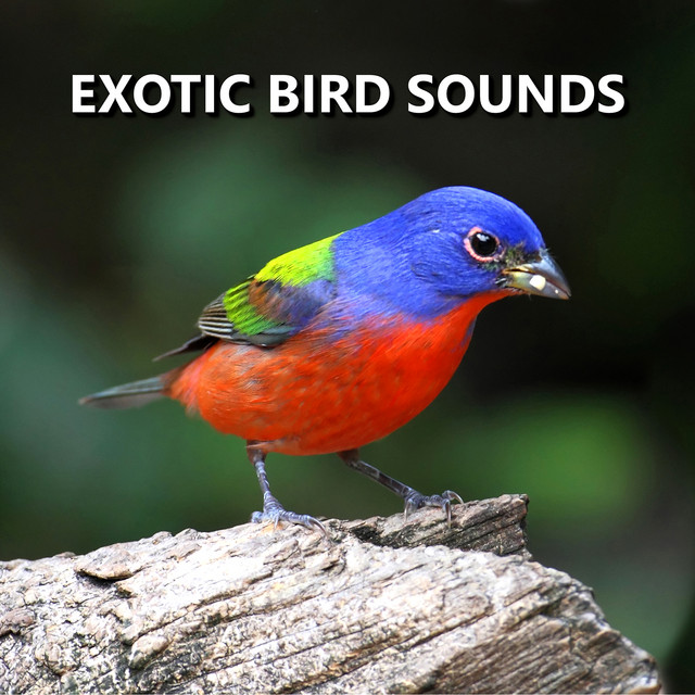 Exotic Bird Sounds cover art