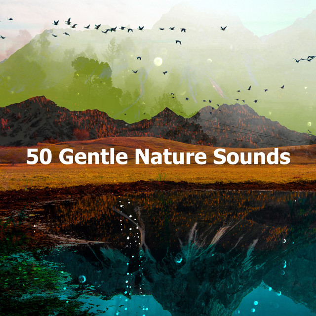 50 Gentle Nature Sounds - Album by Nature & Sounds Backgrounds | Spotify