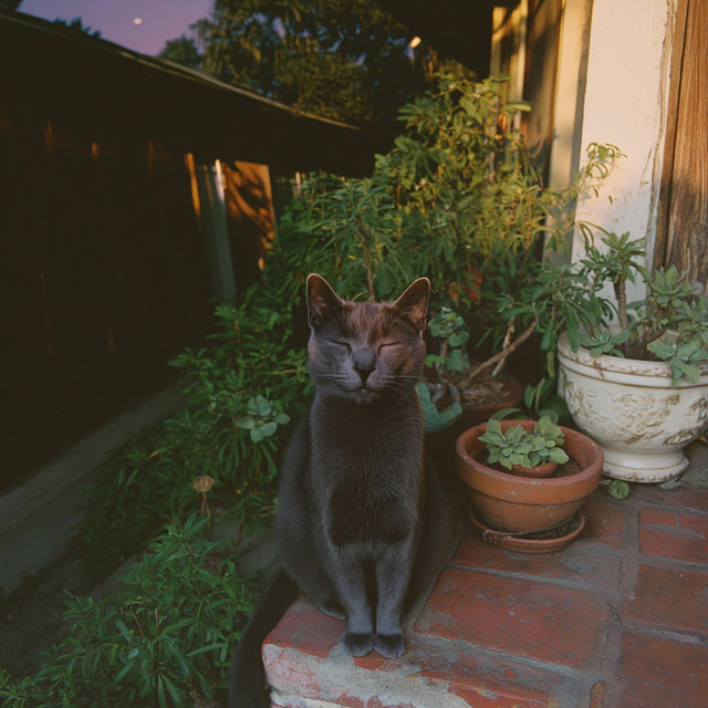 Divine Night Time Cats (Instrumental) cover art