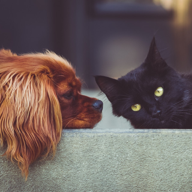 Music for pets (Cats and Dogs) cover art