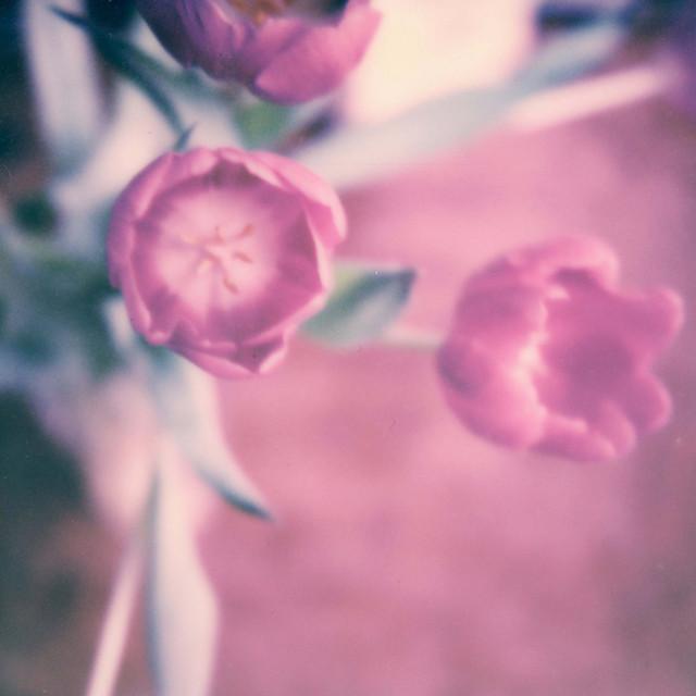 Begin Again - Rose Cousins