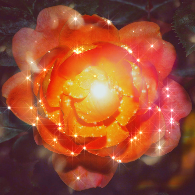 Rose Gold