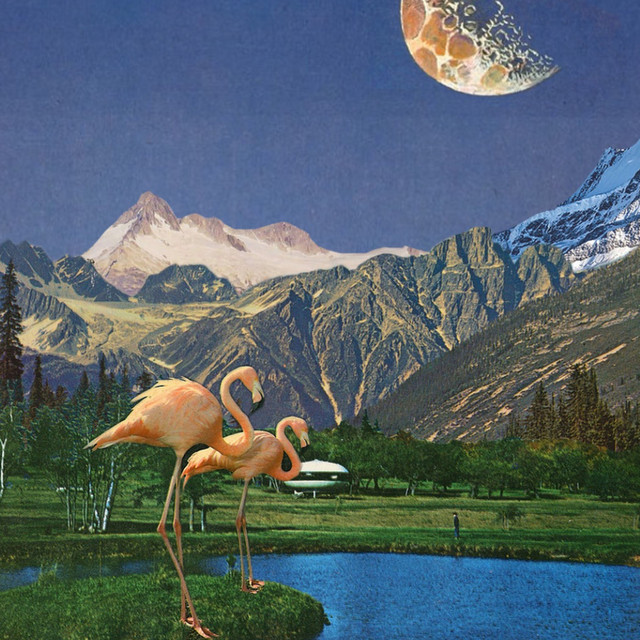 Don't Feed the Birds cover art