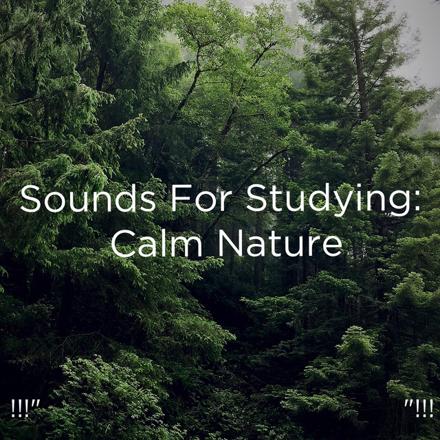 !!!" Sounds For Studying: Calm Nature "!!! cover art