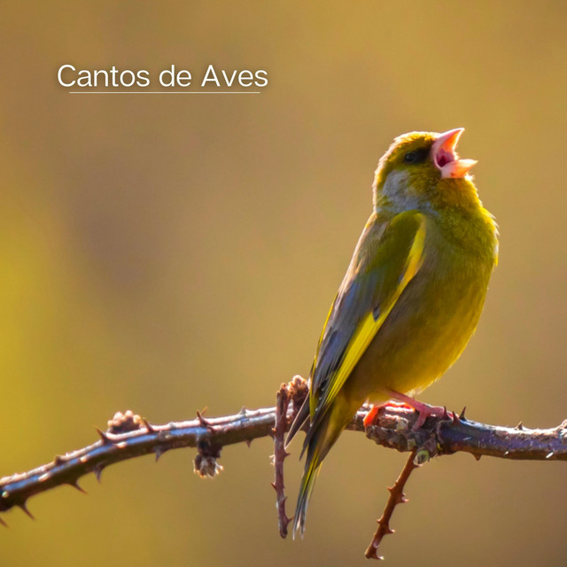 Cantos de Aves cover art