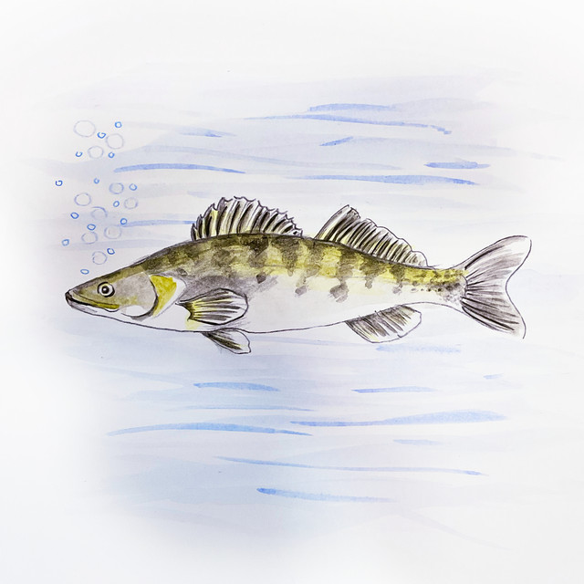 zander cover
