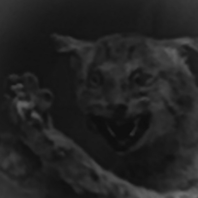 Say Cat cover art