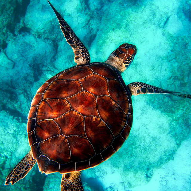 Tortoise cover art