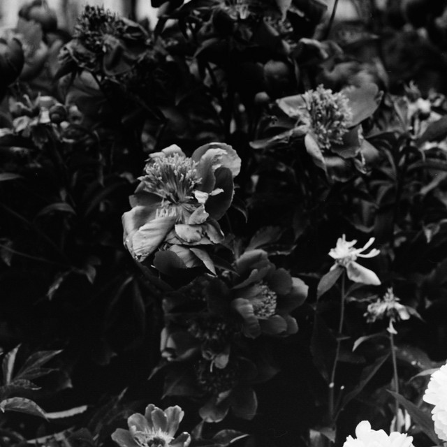 Vanished_Echo