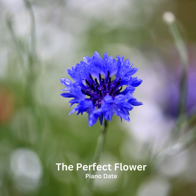 Обкладинка: The Perfect Flower — Piano Date