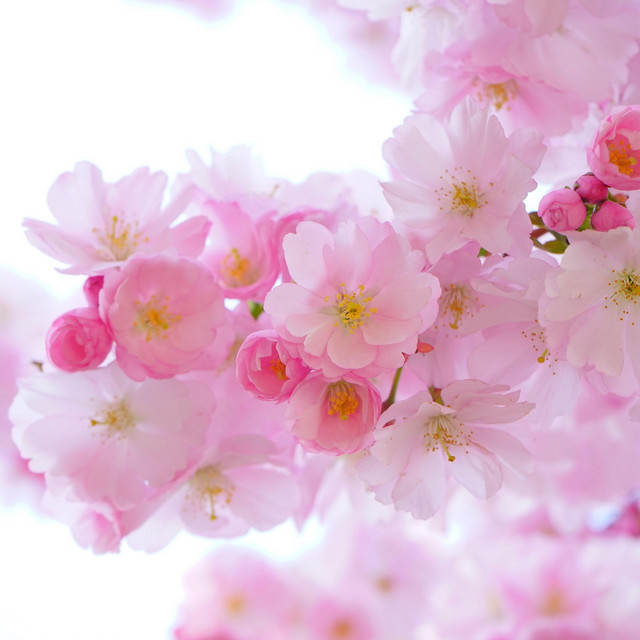 Spring Breeze cover art