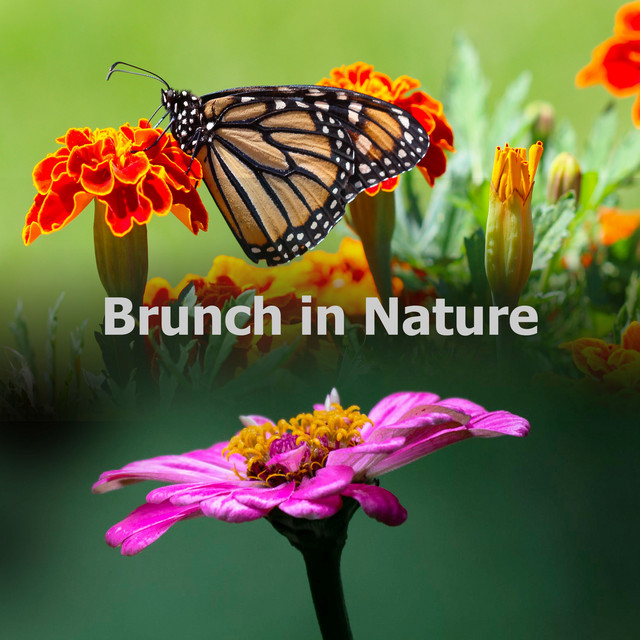 Brunch in Nature