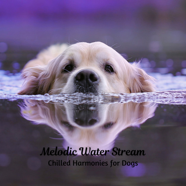 Melodic Water Stream: Chilled Harmonies for Dogs cover art