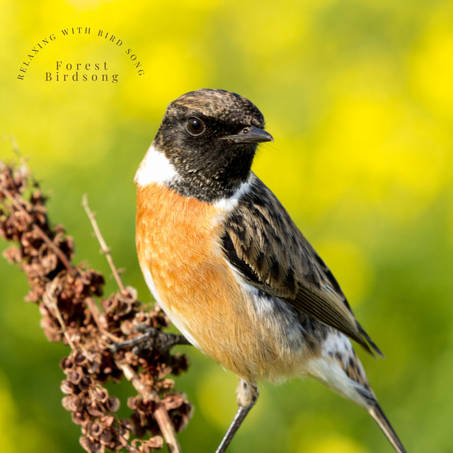 Relaxing with Bird Song cover art