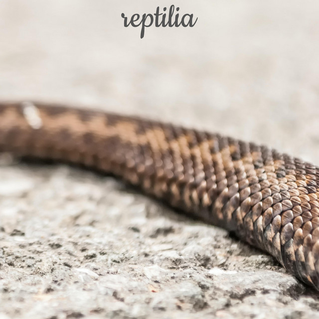 Reptilia (Radio Edit) (single)