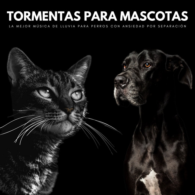 Tormentas Para Mascotas: La Mejor Música De Lluvia Para Perros Con Ansiedad Por Separación cover art