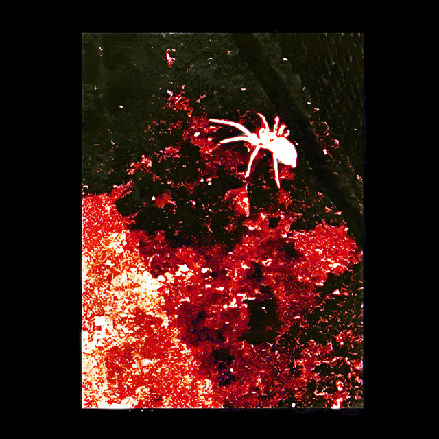 Cosmidia
