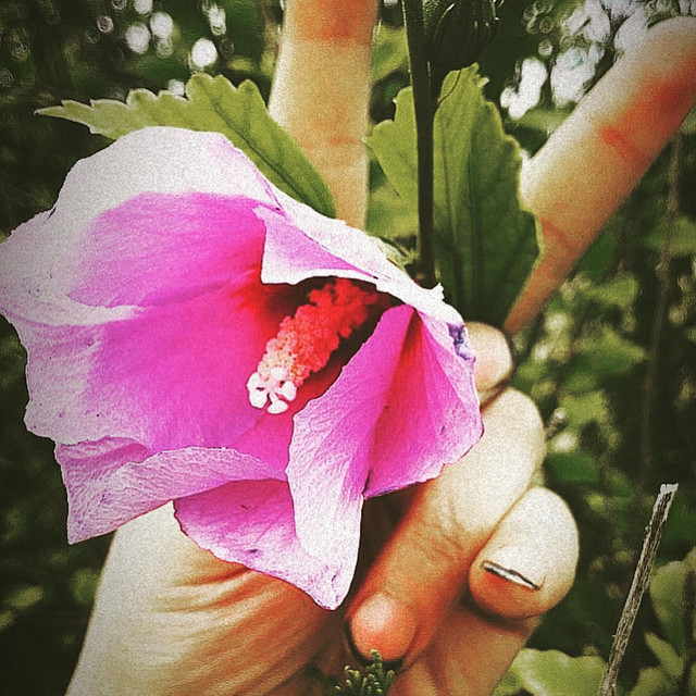 Flower cover art