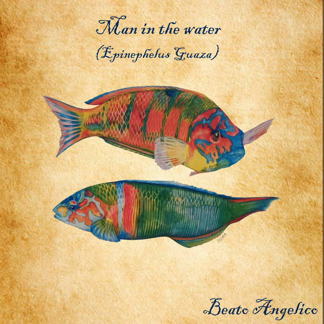Man in the water (Epinephelus Guaza)