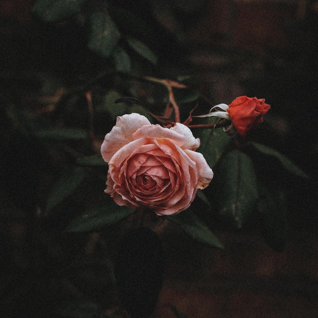 Lofi Beats For Chill Days cover art