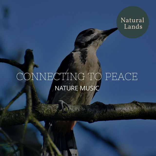Original Bird Songs cover art