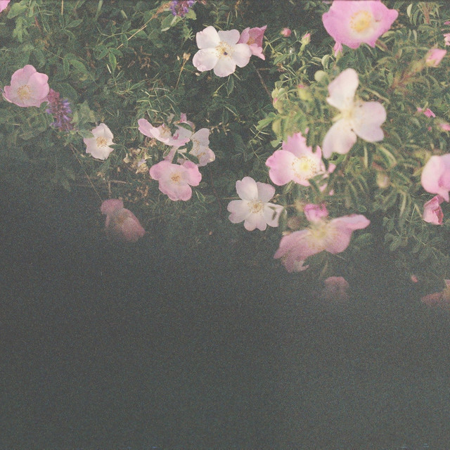 Cover art: streets in bloom — cafe ptakh