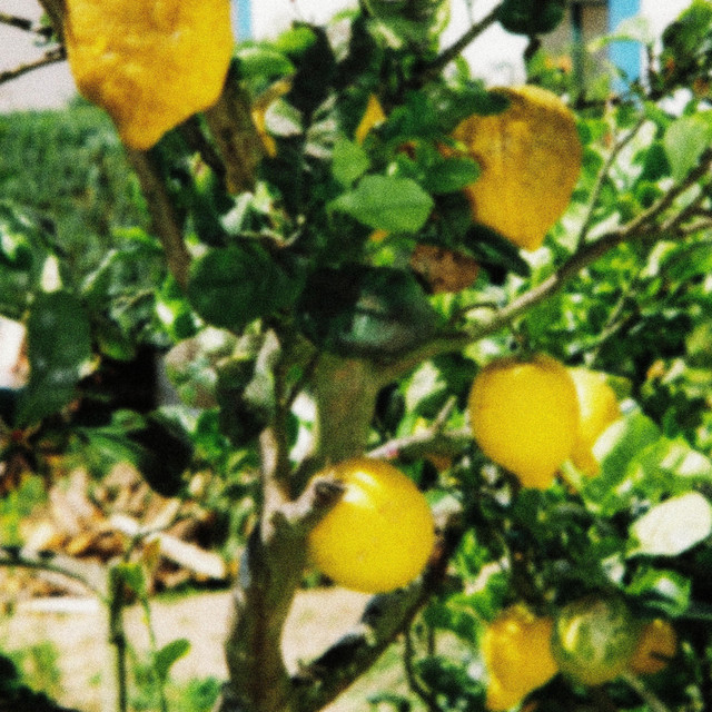 lemon tek cover art