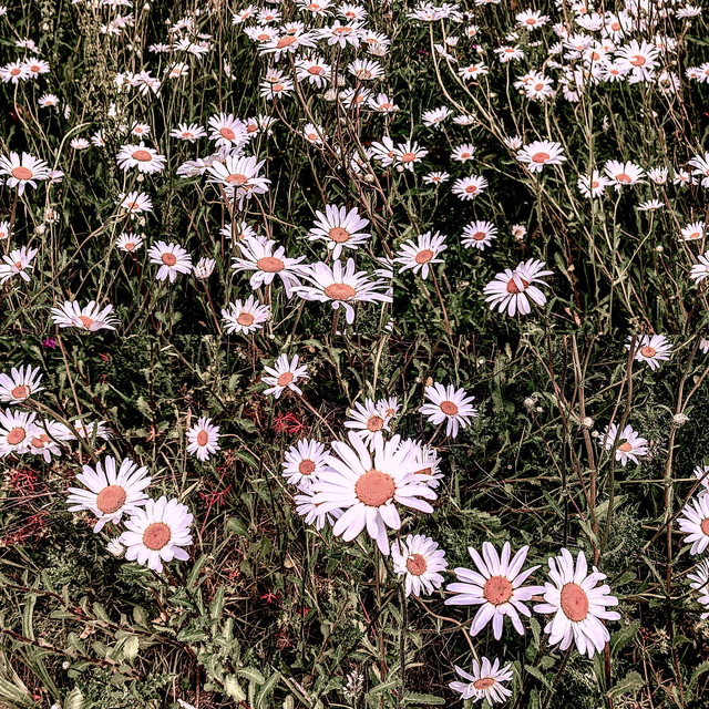 Fluxional cover art