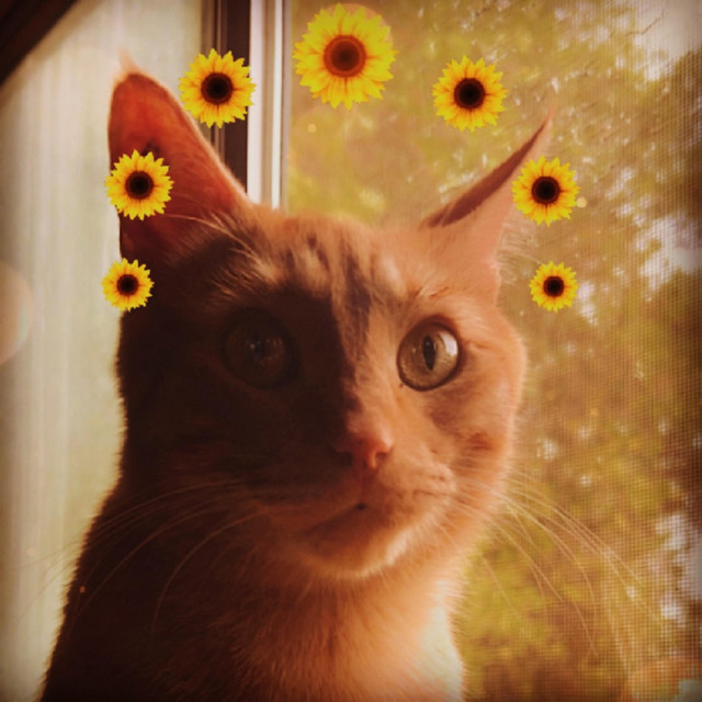 Sunflower Crown cover art