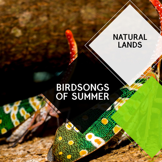 Fall Asleep to the Sounds of Owl cover art