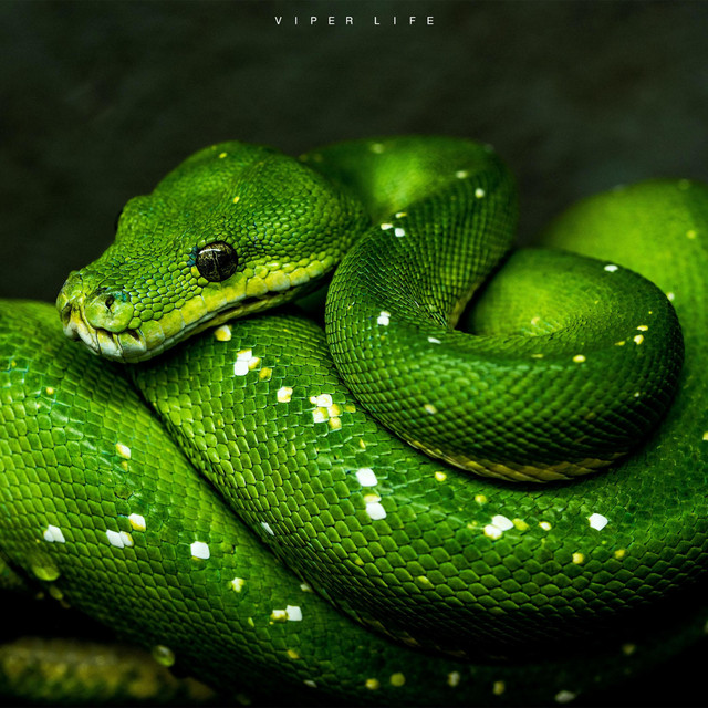 Viper Life cover art