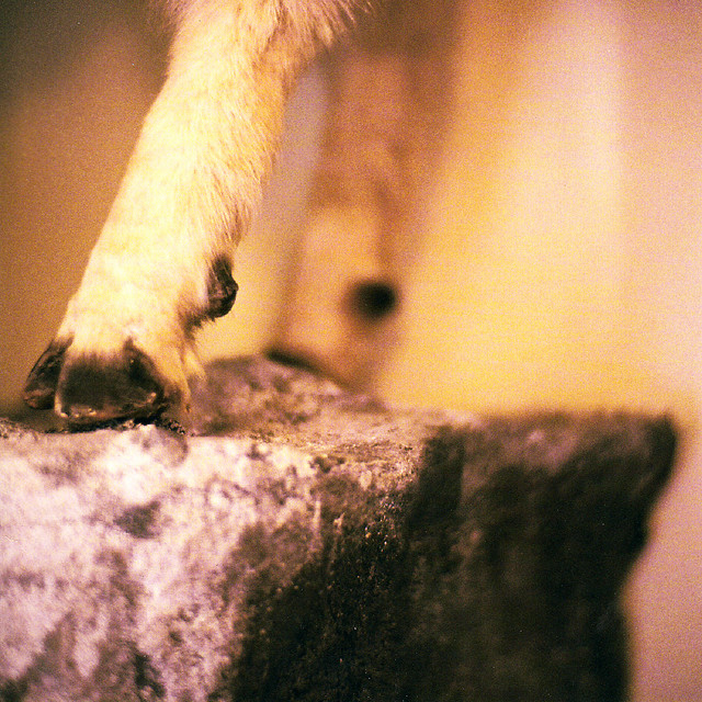 At the Natural History Museum cover