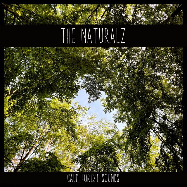 Calm Forest Sounds cover art