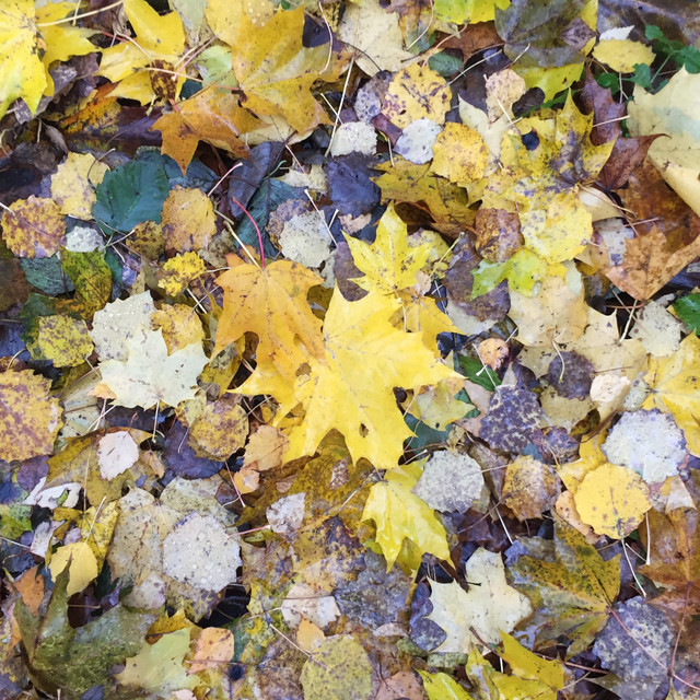 Yellow Leaves cover art