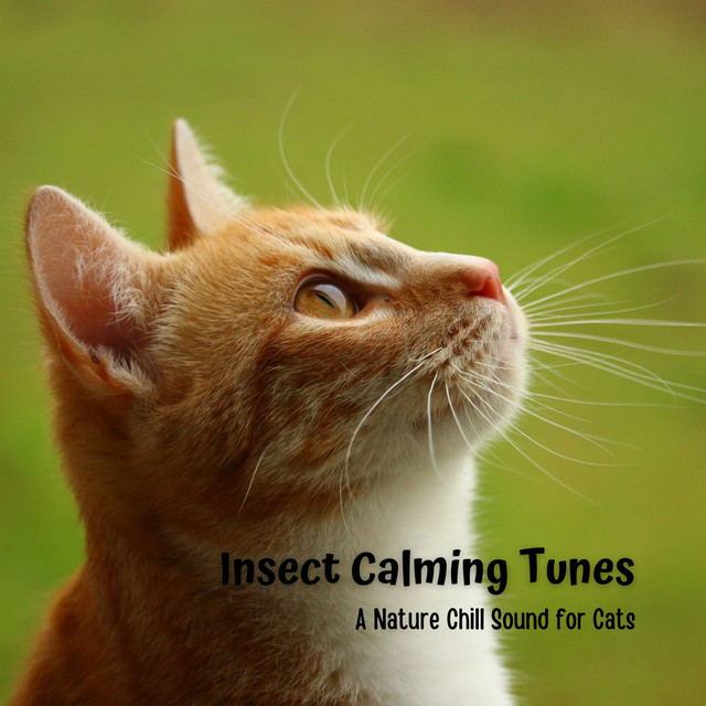 Insect Calming Tunes: A Nature Chill Sound for Cats - Album by ...
