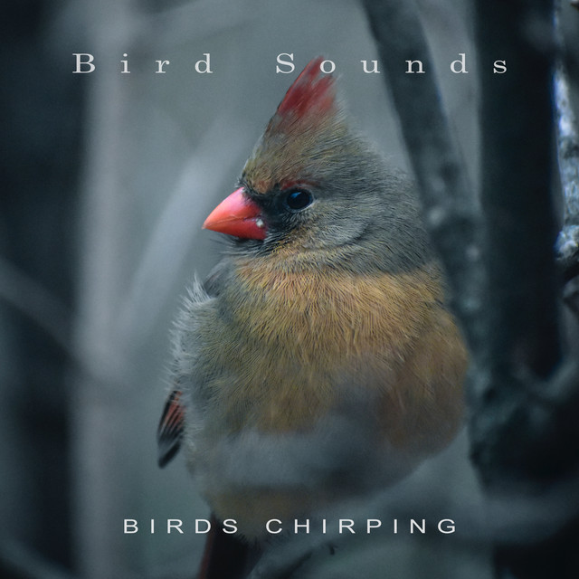 Birds Chirping cover art