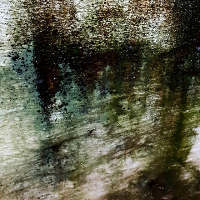 Moss cover art