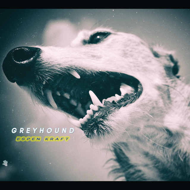 Greyhound