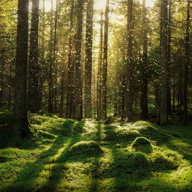 Lost Woods