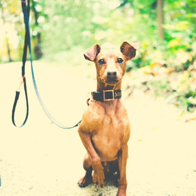Astonishing Jazz Violin - Ambiance for Dog Picnics cover art