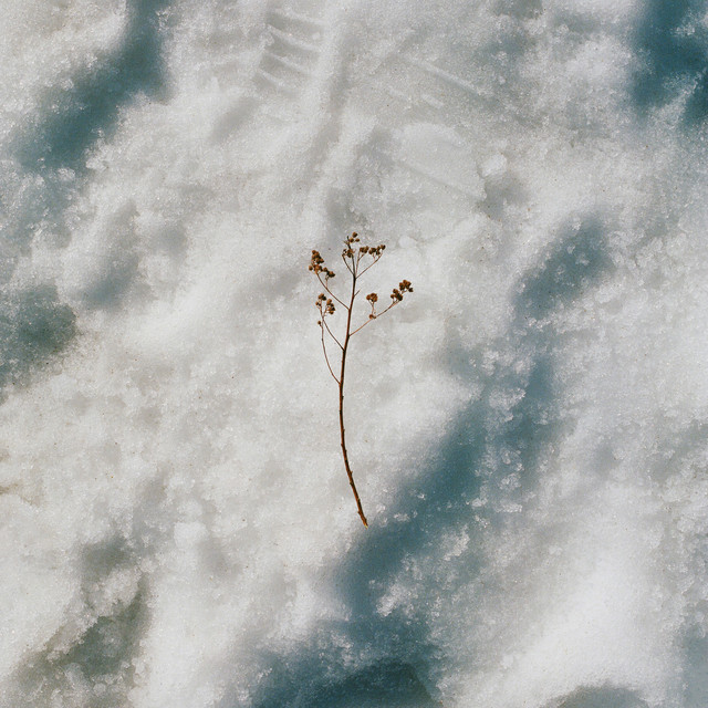 Swimming cover art