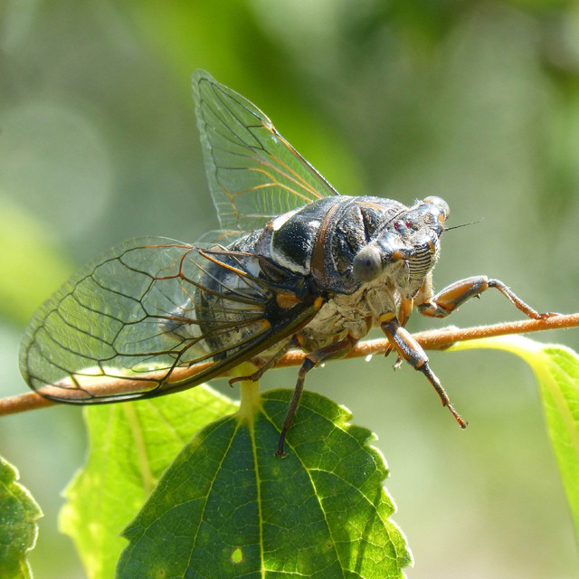 Sounds of cicadas cover art